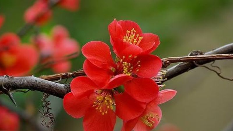 Hoa mai đỏ là gì? (hình 4)