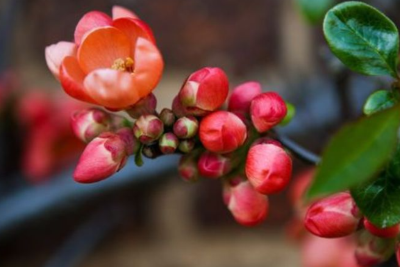 Hoa mai đỏ là gì? (hình 6)