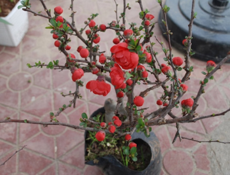Hoa mai đỏ là gì? (hình 8)