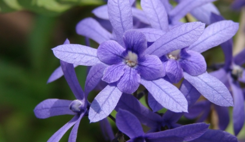 Hoa mai xanh (hình 1)