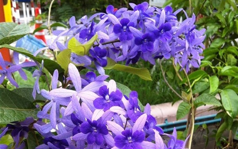 Hoa mai xanh (hình 3)