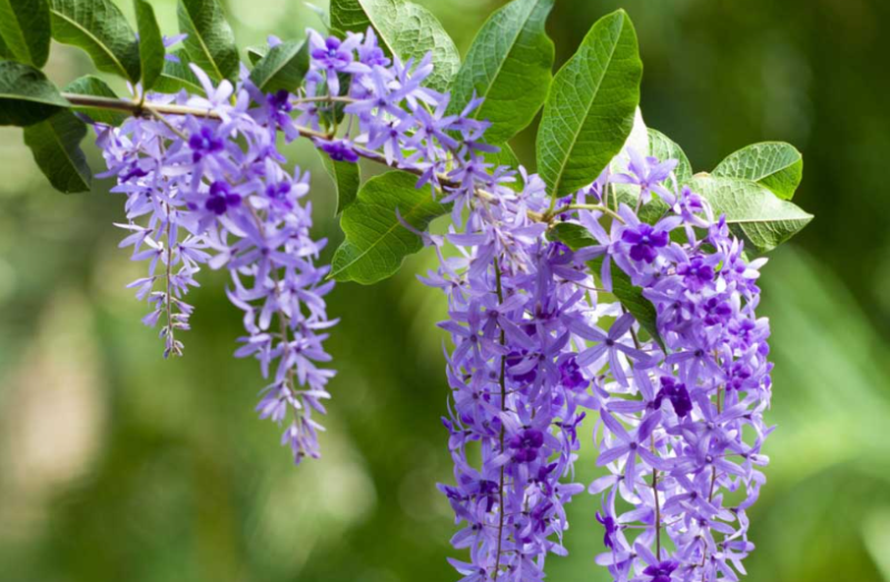 Hoa mai xanh (hình 6)