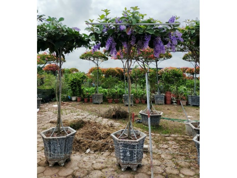 Hoa mai xanh (hình 8)