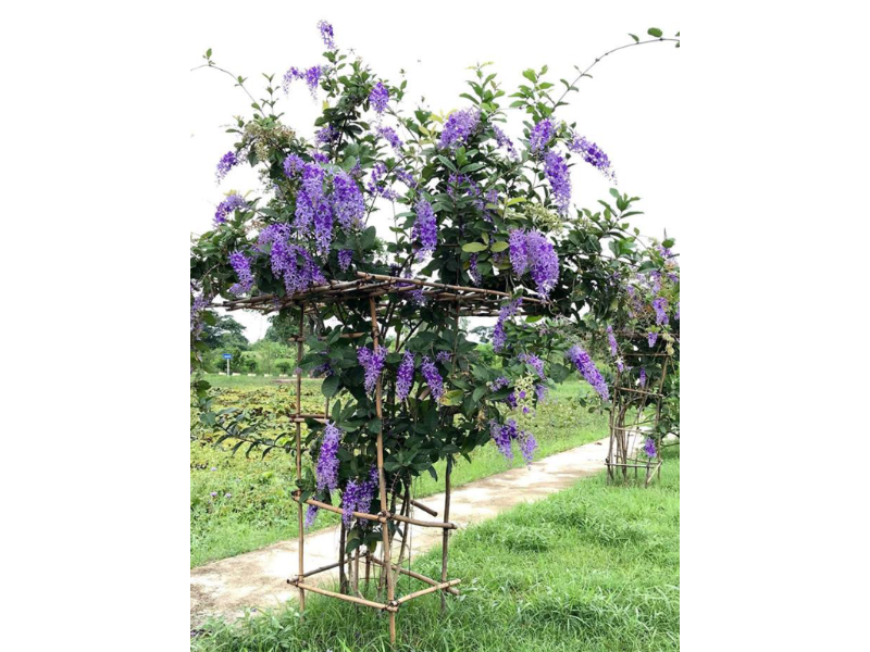 Hoa mai xanh (hình 7)