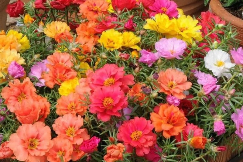Hoa mười giờ ảnh 10