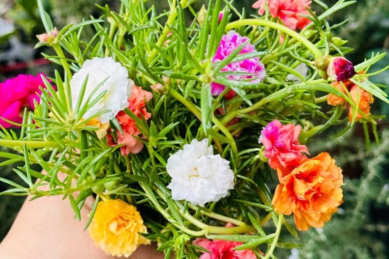 Hoa mười giờ ảnh 1