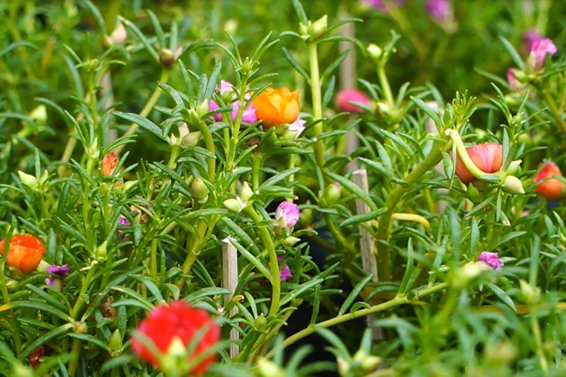 Hoa mười giờ ảnh 2