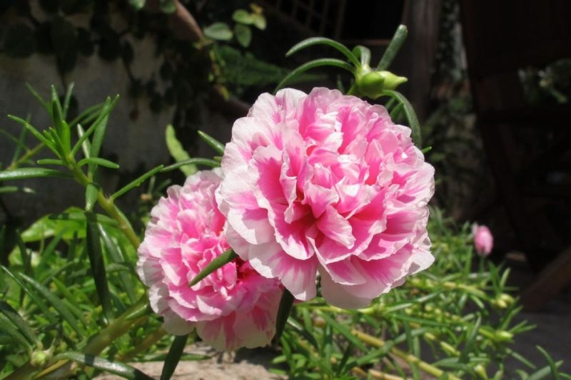 Hoa mười giờ ảnh 3
