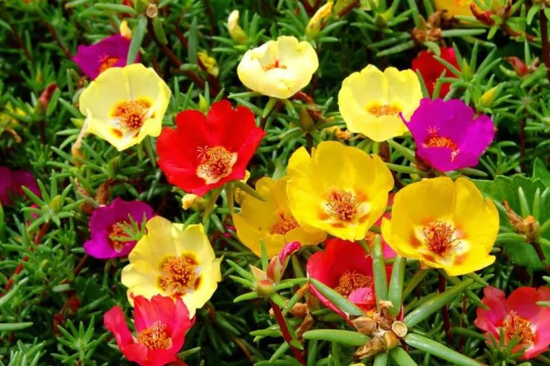 Hoa mười giờ ảnh 4