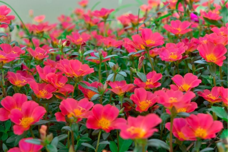 Hoa mười giờ ảnh 5