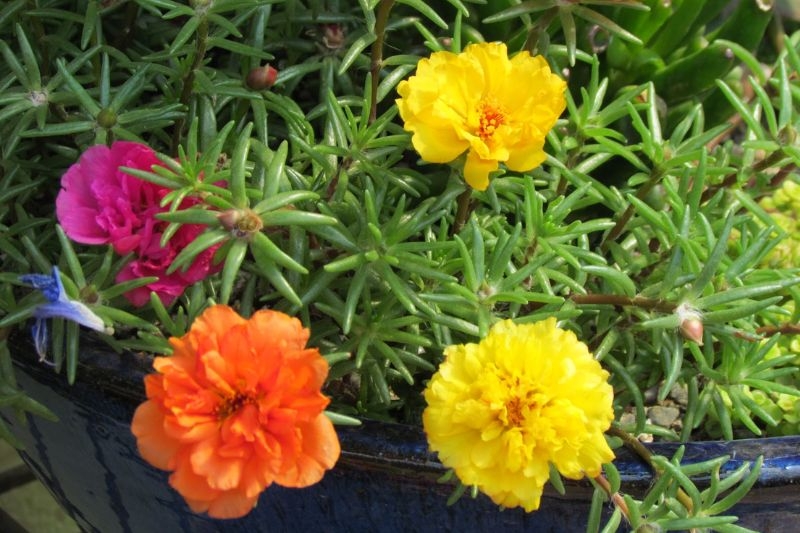 Hoa mười giờ ảnh 6
