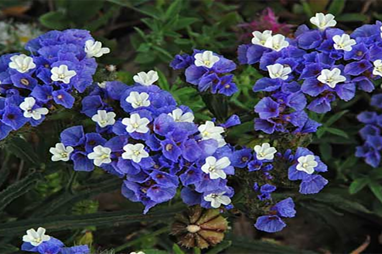 Hoa Salem hình 2