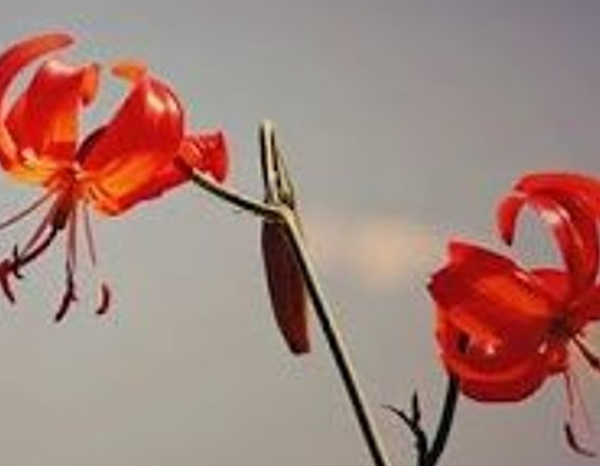 Hoa tát nhật lãng là hoa gì? (hình 1)