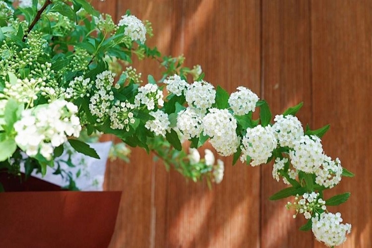 Hoa tuyết cầu 10