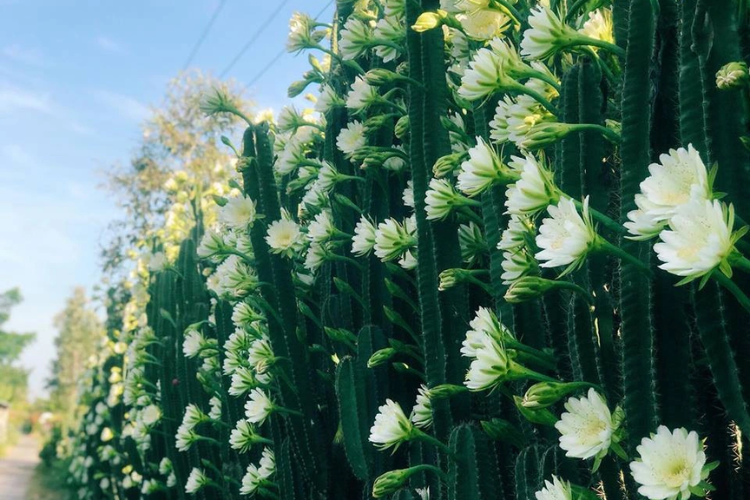 hoa xương rồng 3