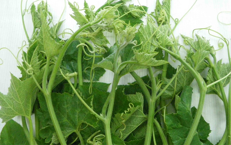rau bí (hình 1)