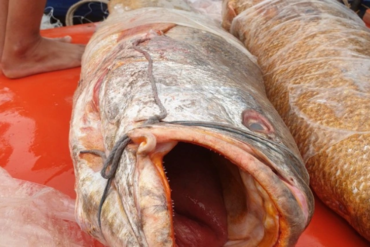 Khô cá Đường hình 4