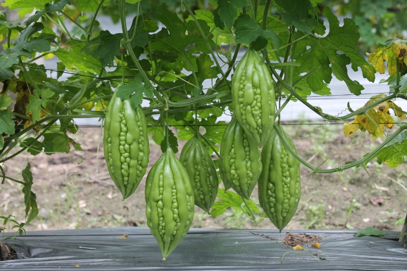 Khổ qua bao nhiêu calo - hình 1