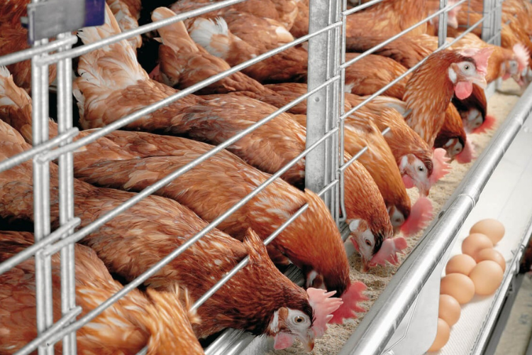 Khu chăn nuôi là gì (ảnh 7)