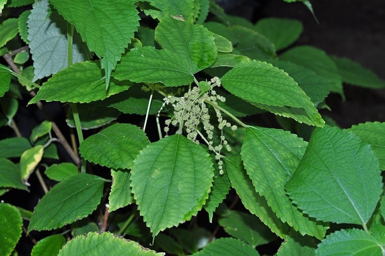 Lá gai làm bánh 1