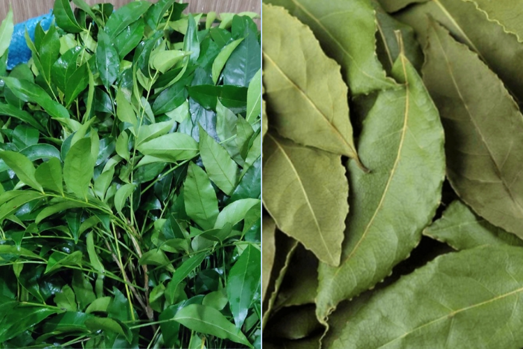 Lá mắc mật 1