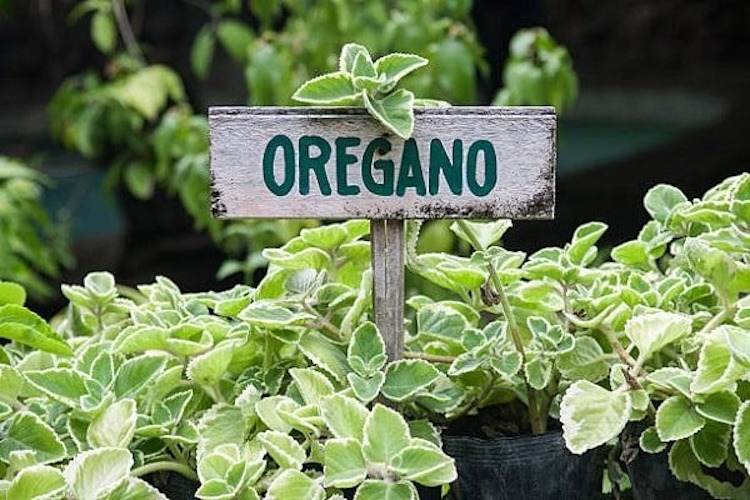 Tìm hiểu chi tiết về lá oregano: Gia vị đậm đà và vị thuốc quý từ thiên nhiên