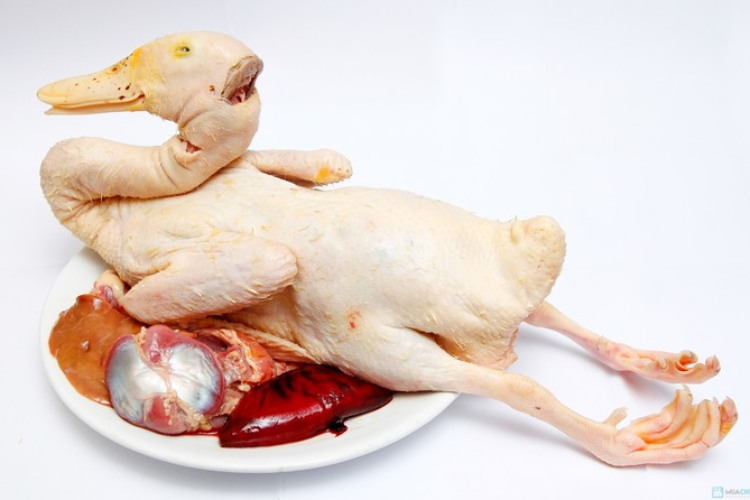 làm lẩu vịt om sấu bằng bếp từ 2