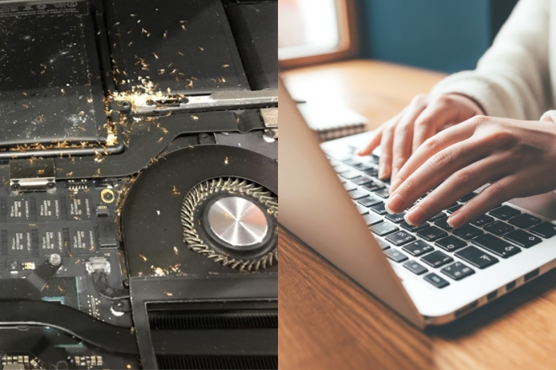 Những ảnh hưởng khi laptop có kiến