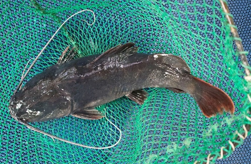 Lẩu cá lăng chanh dây 1