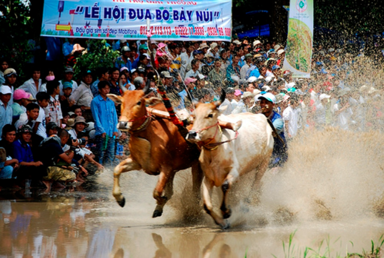 Lễ hội đua bò Bảy Núi (hình 1)