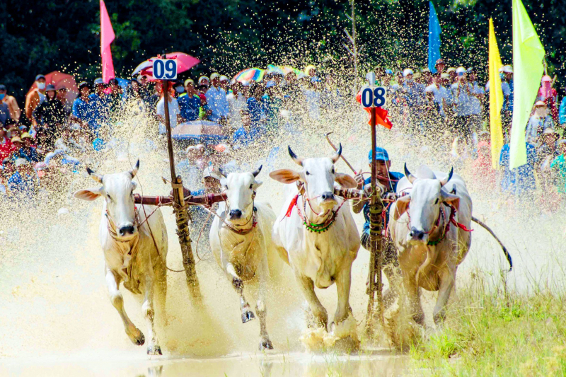 Lễ hội đua bò Bảy Núi (hình 2)