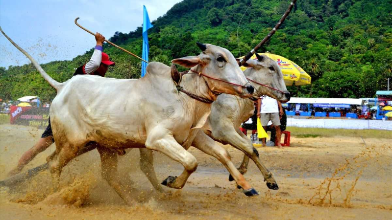Lễ hội đua bò Bảy Núi (hình 3)