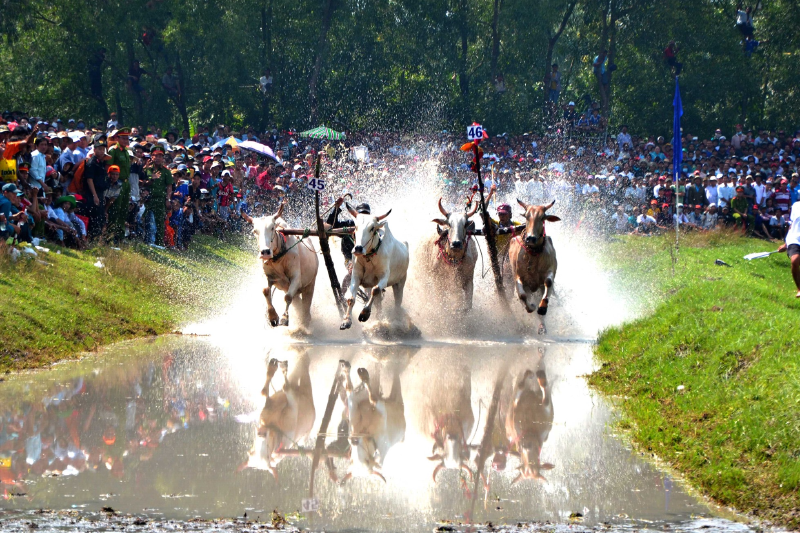 Lễ hội đua bò Bảy Núi (hình 5)