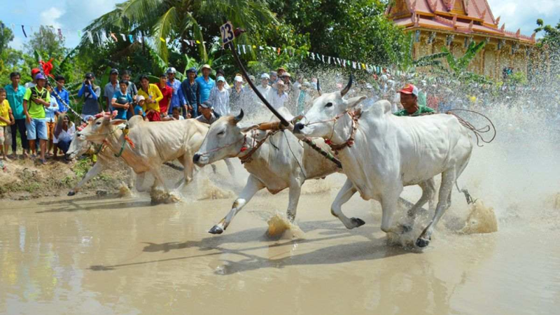 Lễ hội đua bò Bảy Núi (hình 7)