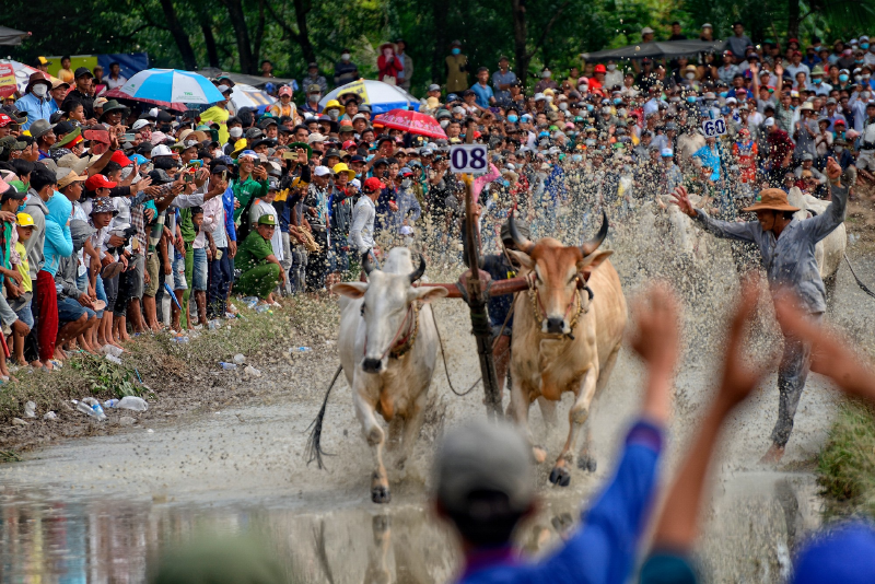 Lễ hội đua bò Bảy Núi (hình 9)