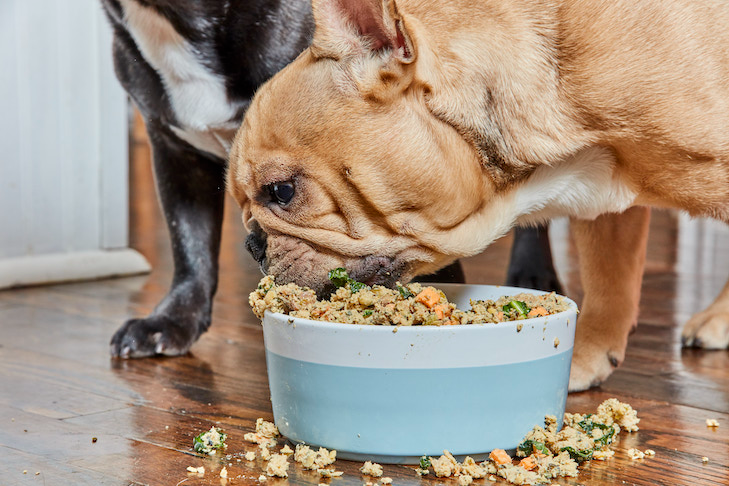 The dog finished all the scraps from dinner