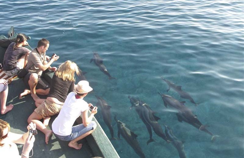 ngam ca heo tai maldives