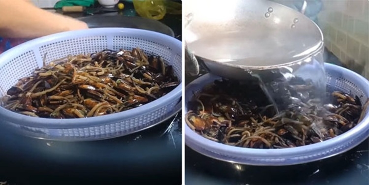 mắm cà xỉu 5