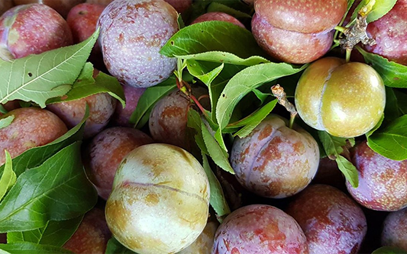 Mận Hà Nội bao nhiêu calo? (hình 2)
