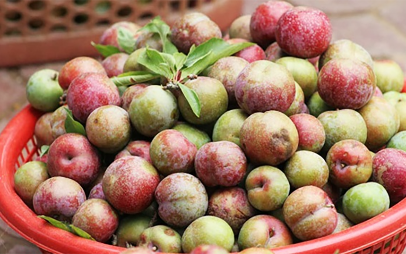Mận Hà Nội bao nhiêu calo? (hình 3)