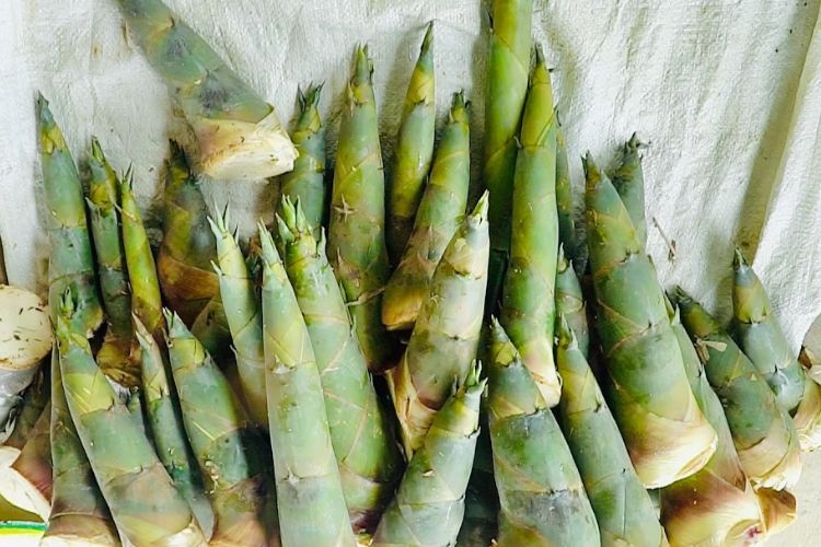 Măng tre bao nhiêu calo? Ăn nhiều có bị béo không? Lưu ý khi sử dụng măng tre 