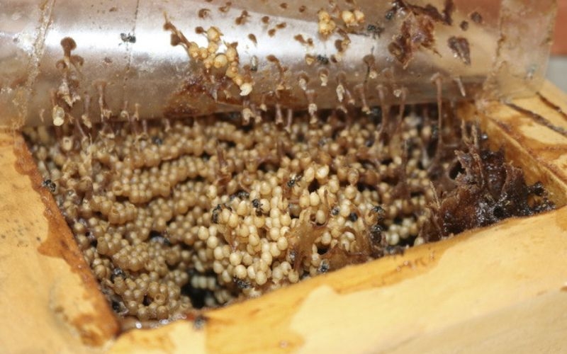 Mật ong dú giá bao nhiêu