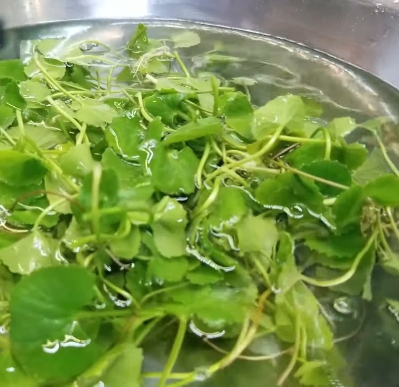 Máy ép chậm có ép rau má được không? (hình 4)