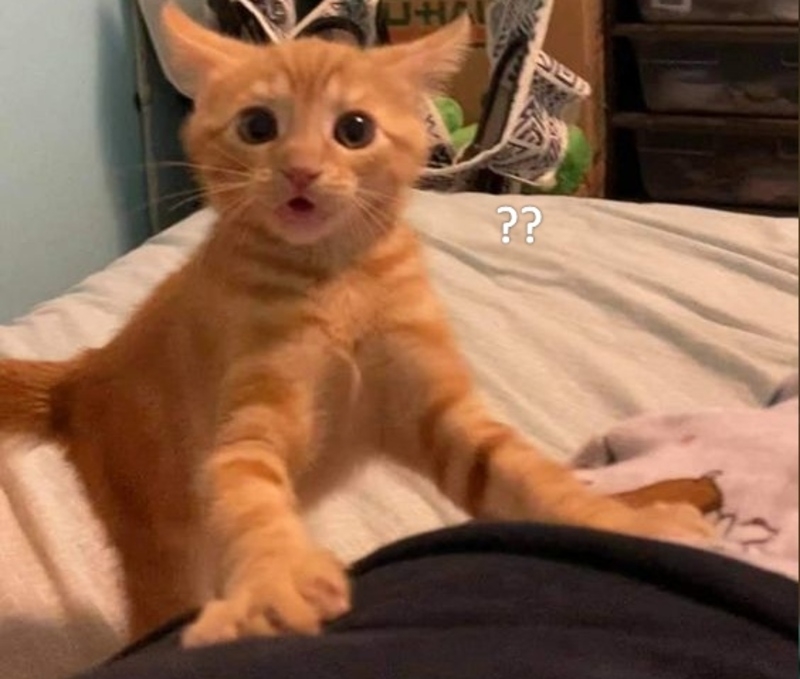 Meme bất ngờ ảnh 11