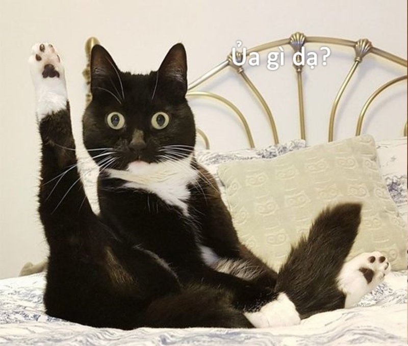 Meme bất ngờ ảnh 13