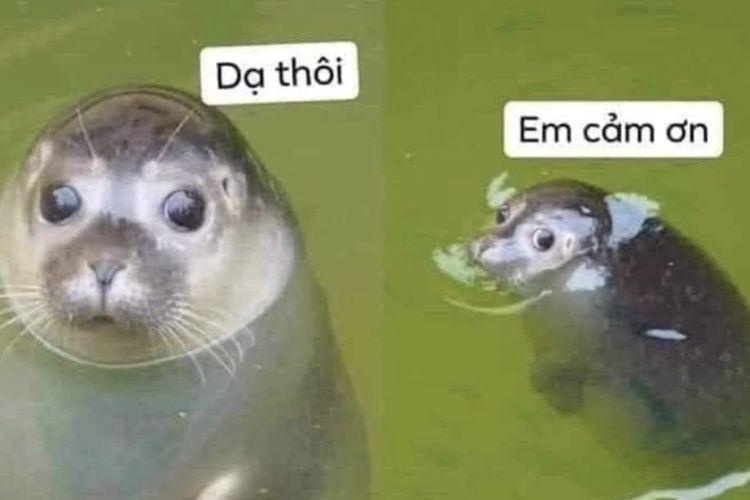 meme cảm ơn-10.jpg