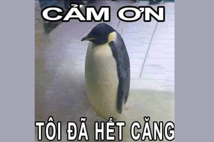meme cảm ơn-25.jpg