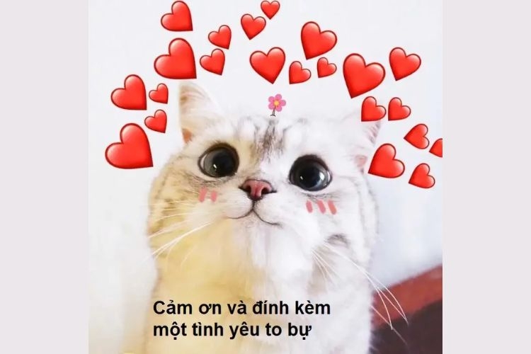 meme cảm ơn-2.jpg