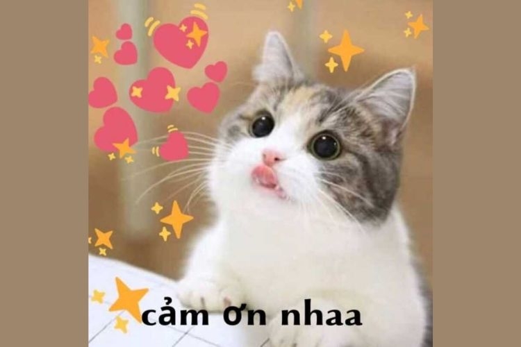 meme cảm ơn-3.jpg