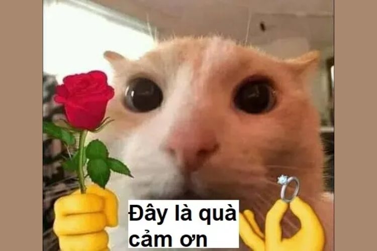 meme cảm ơn-7.jpg